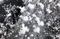 절기 소설에 내린 눈