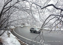 눈꽃세상 이룬 대관령