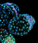 쥐 배아 30일 동면시킨 후 되살렸다