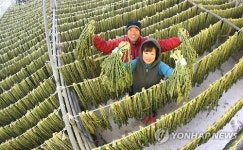 고향의 맛 함양 무청 말리기 한창