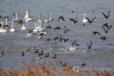 전남 철새 도래지에서도 AI