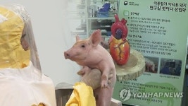 충남축산기술연구소 애완용 돼지 생산 추진
