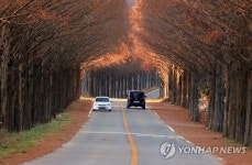 진안 메타세콰이아길 초겨울 정취 듬뿍