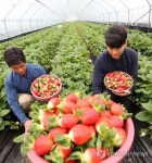 달콤한 겨울딸기 맛보세요