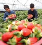 달콤한 겨울딸기 맛보세요