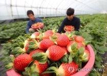 달콤한 겨울딸기 맛보세요