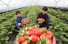 강릉 겨울딸기 출하