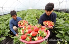 맛있어요…겨울에 출하하는 딸기