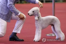 견공의 품격
