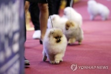 FCI 국제 도그쇼