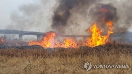 천안시 풍세지역 AI 예방용 갈대숲 태우기