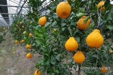 경산서 나온 레드향