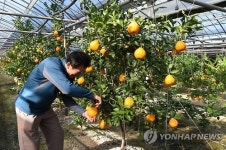 경산서 나온 레드향