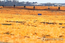 감귤 껍질 건조 작업