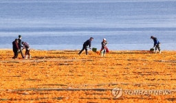 바닷가 감귤 껍질 건조 작업