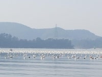 양식장 흰색 스티로폼 부이가 사라진다…청정해역 기대