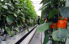 파프리카 해외 로열티·종자비 지급 급증…연간 120억원