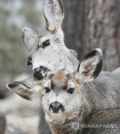 사슴 개체수 늘리려 퓨마·곰 없앤다?…美콜로라도 정책 논란