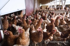 천안 성남·성환 닭·오리농장도 또 AI 양성(종합)