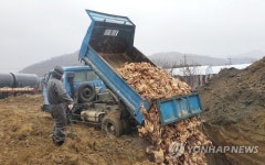 AI 감염 닭 살처분