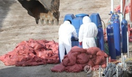 양산 산란계 이어 고성 오리도…경남 AI 확산 조짐