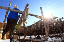 추위가 반가운 황태 마을