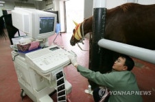 한국마사회 말 동물병원 내부