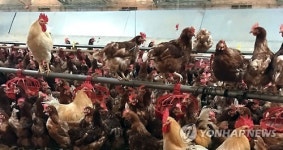 동물복지농장에서 자라는 닭들