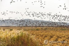 AI 발생 서산 천수만서 철새 먹이 주기 행사 논란