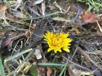 민들레도 피고 개나리도 피고…겨울 맞아?