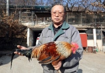 황색, 회색, 흑갈색…재래닭 색상, 긴꼬리 복원은 시간 싸움