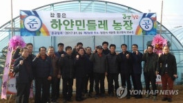 벼 대신 민들레 재배 부농 꿈 키우는 농민들