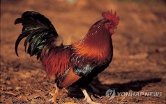 순수 혈통 토종닭을 지켜라…평창군, AI 예방 초비상