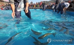 홍천강 꽁꽁축제 송어 맨손잡기