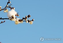 설중매 하늘이 도화지