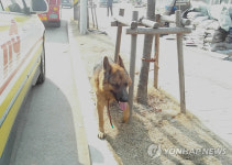 기차역서 시민 공격한 목줄 없는 대형견…주인은 어떤 책임 질까