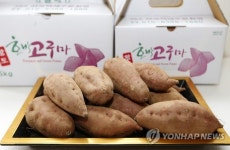 태안 호박고구마 지리적 표시 단체표장