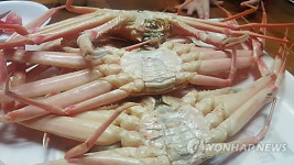 대게 하면 동해…동해시, 대게 명품도시 조성