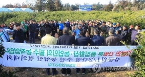 2017년 감귤 2분의 1 간벌 사업 발대식