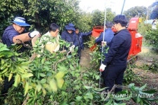 잘라내야 산다 제주 감귤나무 간벌 시동