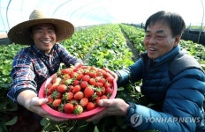 산청 딸기 싱싱