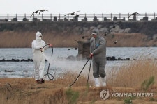 제주 하도 철새도래지 AI '저병원성' 판정…이동제한 해제