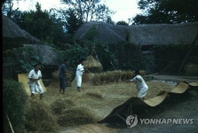 도리깨로 보리타작