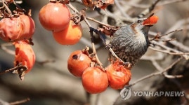 까치밥 먹는 직박구리