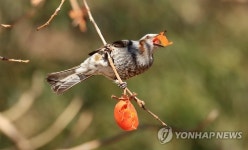 까치밥 먹는 직박구리