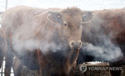 [울산소식] 울주군, 축산농가 사료 구매자금 16억 지원