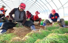봄향기 한가득 태안 달래 수확 한창
