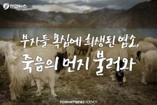 [숨은 역사 2㎝] 죽음의 먼지 봄철 황사는 몽골 염소의 저주