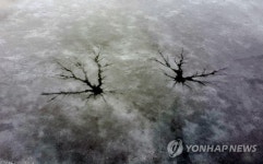 봄의 전령사가 남긴 흔적