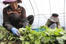 봄 향기 가득하네…지리산 취나물 수확